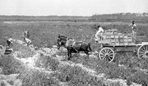 Black and white picture of farmers