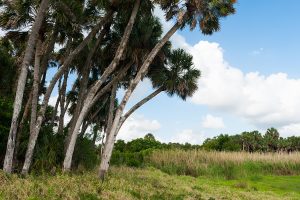 Palm trees at Seminole Ranch Conservation Area