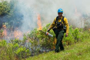 District staff with drip torch starting a prescribed fire