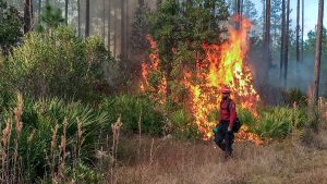 District staff igniting a prescribed fire in a heavily wooded area
