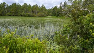 Photo overloooking a wetland surrounded by pine forest