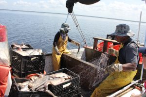 Fishermen catching gizzard shad