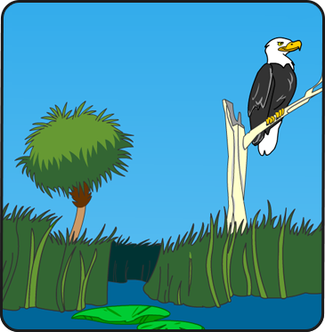 Illustration of the Everglades