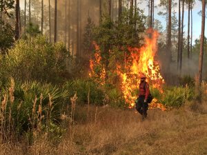 Firefighter walking in-front of a prescribed fire
