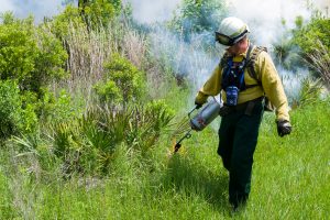 Steve Miller - SJRWMD staff conducting prescribed burn at Dunns Creek Conservation Area