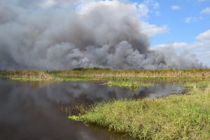 Prescribed fire at Fellsmere Water Management Area