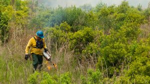 District staff using a drip torch to ignite a prescribed fire
