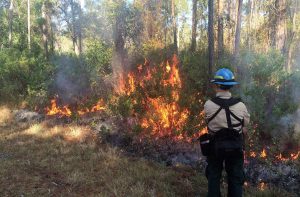 Prescribed fire at Bayard Conservation Area