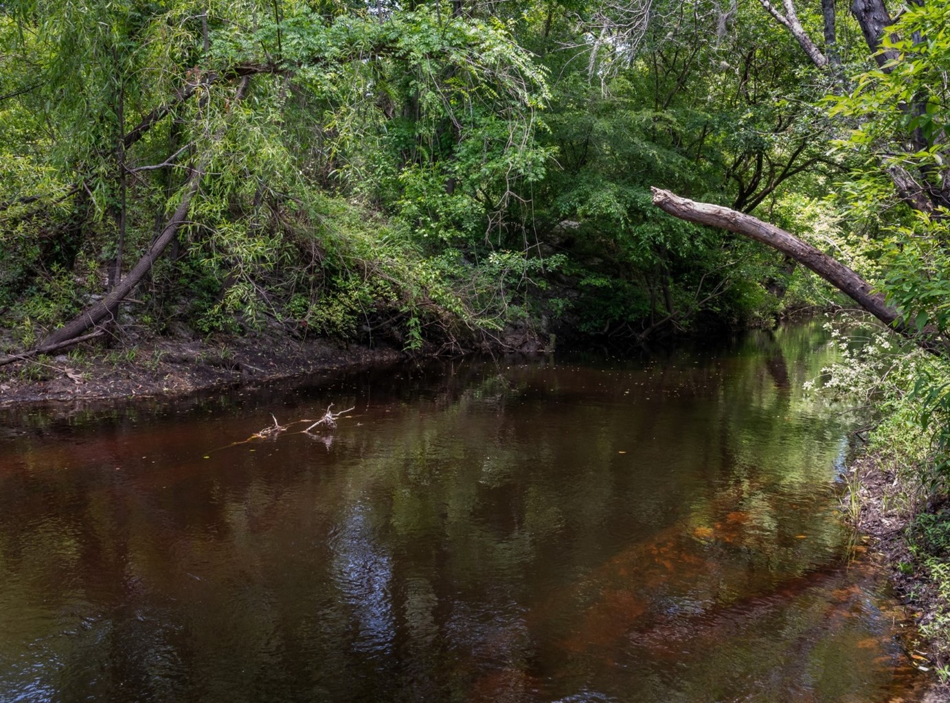 Black Creek shore