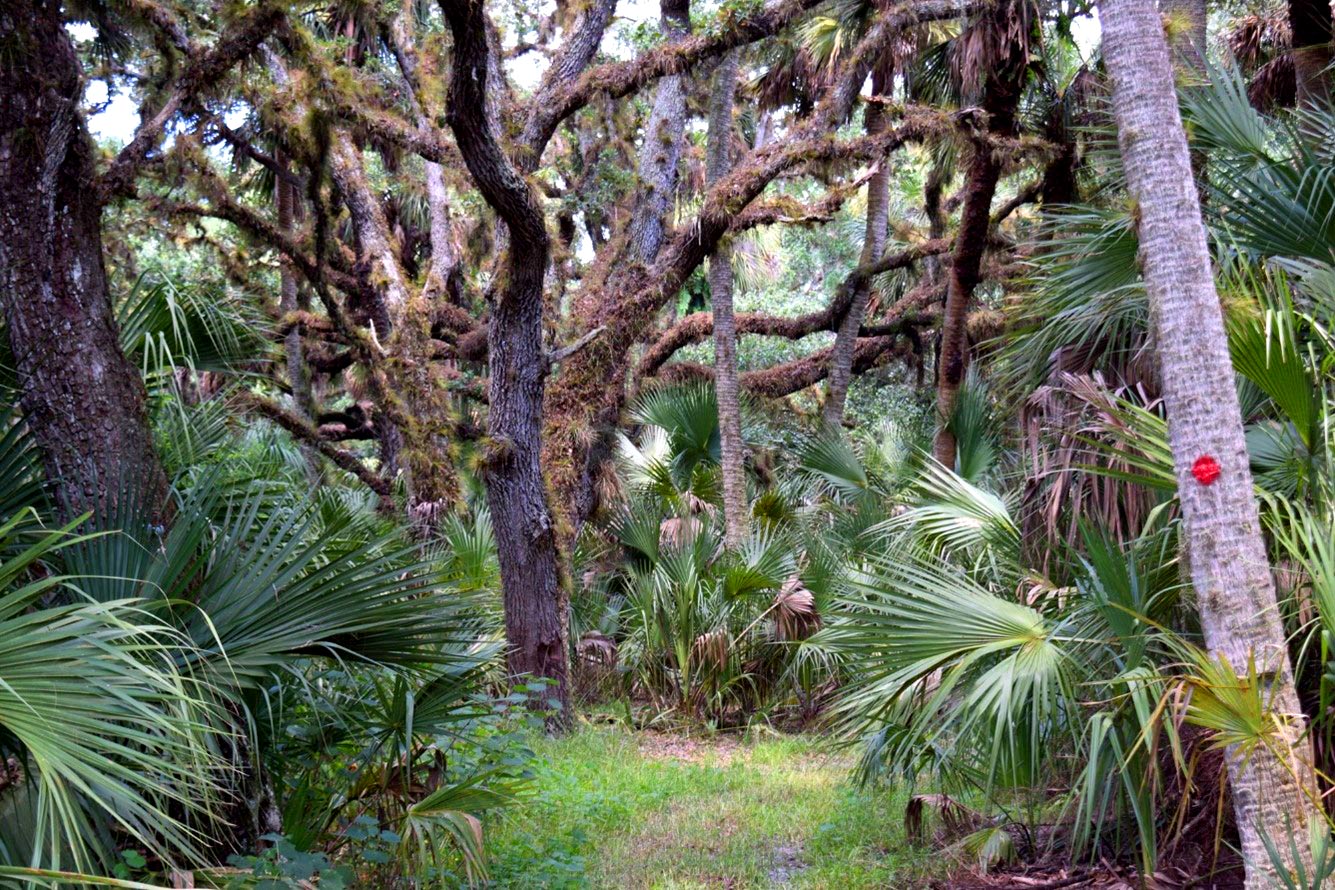Heavily wooded trail path