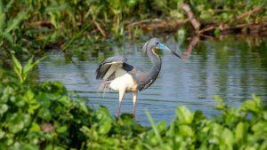 Bird wading in water near marsh lands
