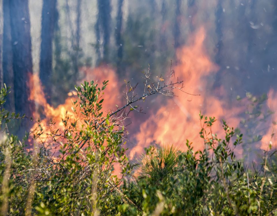 A fire burning in a wooded area