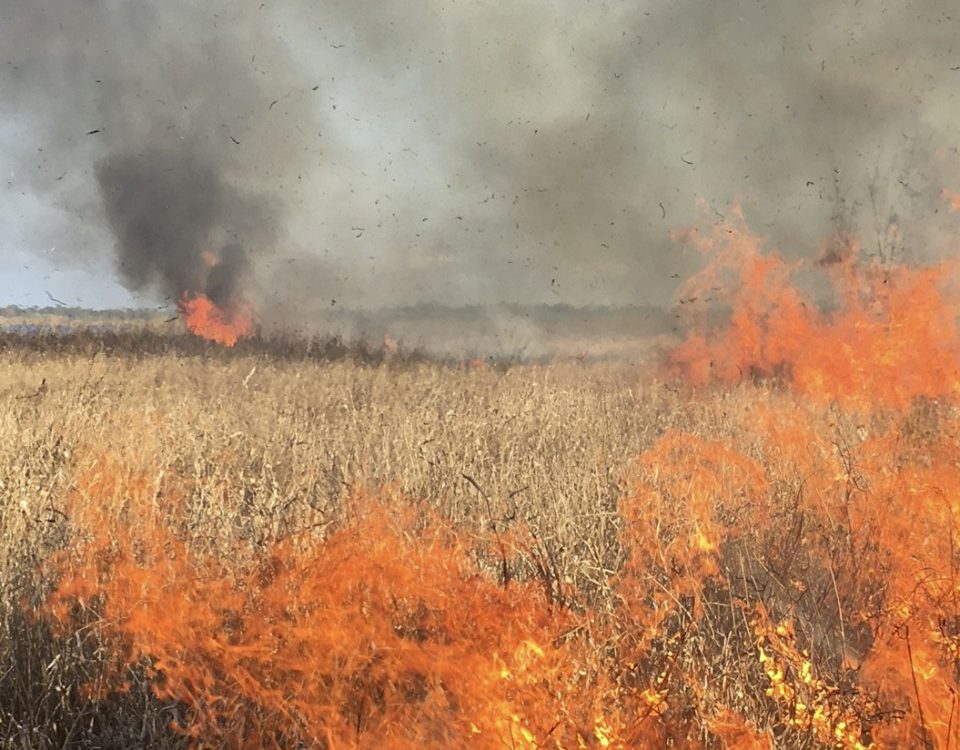 A prescribed fire burning in the Orange Creek Restoration Area