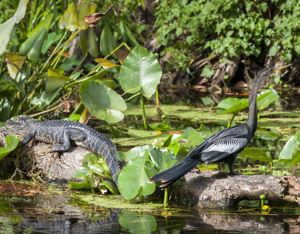 American alligator and Anhinga sharing a log