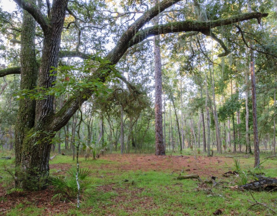 Oak pine trees at Longleaf Flatwoods Reserve