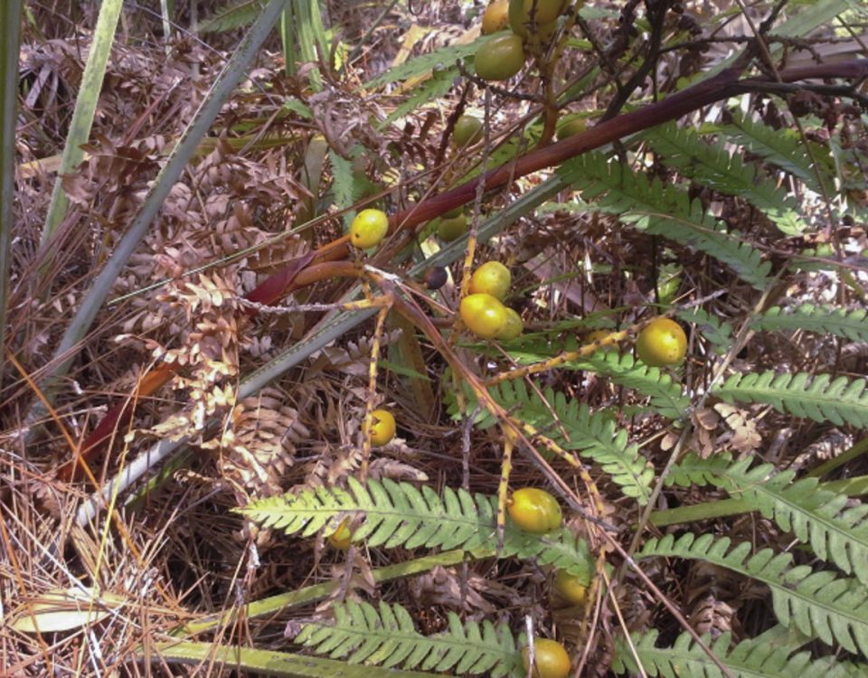 Saw palmetto berries