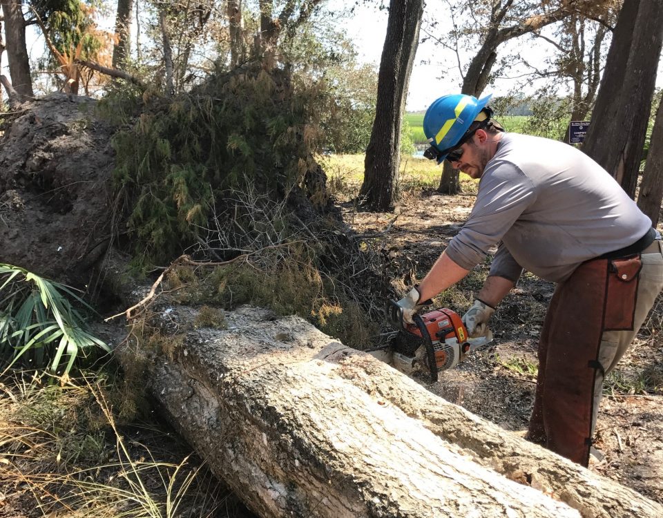 District staff member cutting up a fallen tree