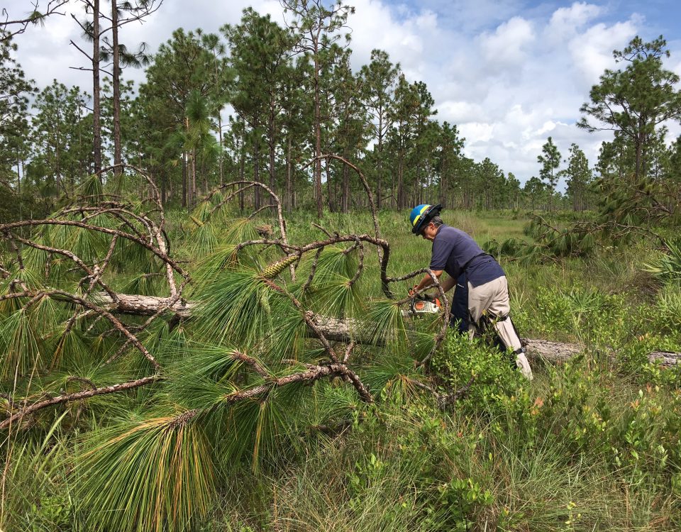 District staff member cutting up a fallen tree