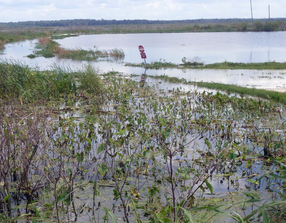 Flooding at Lake Apopka North Shore