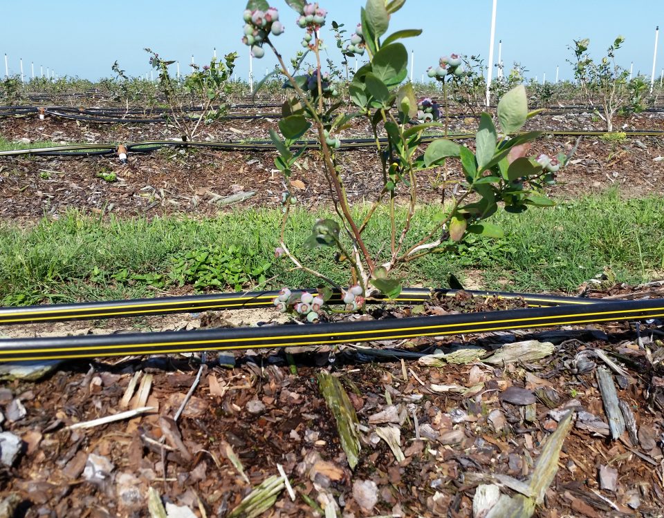 Micro-drip irrigation at a blueberry farm