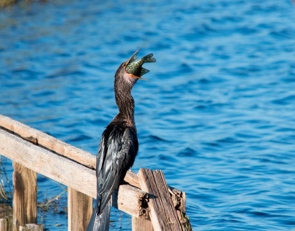 An anhinga eating a fish at the Lake Apopka North Shore