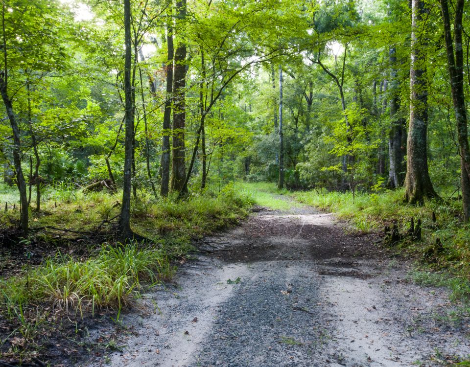 Trail through hardwood forest at Newnans Conservation Area