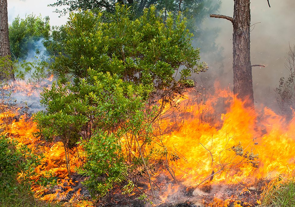 Fire burning through a pine flatwoods