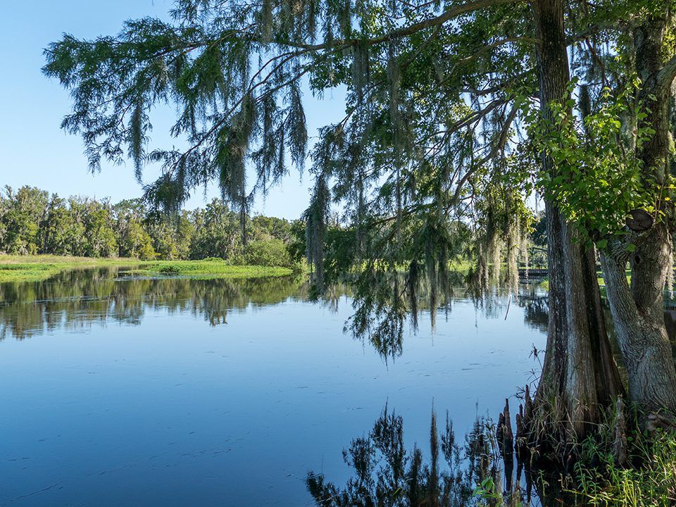 Cypress trees stretching over the Wekiva River