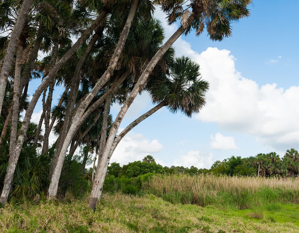 Palm trees at Seminole Ranch Conservation Area