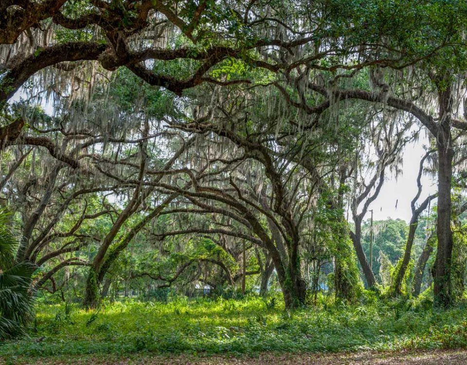 Live oaks at Sunnyhill Restoration Area