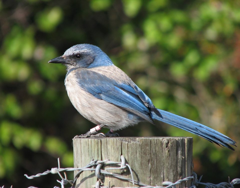 Scrub jay sitting on a post