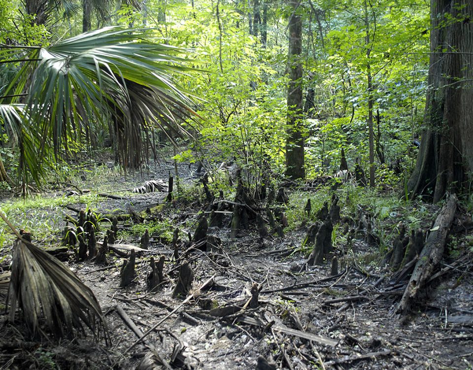 A dry wetland at Silver Springs Forest Conservation Area