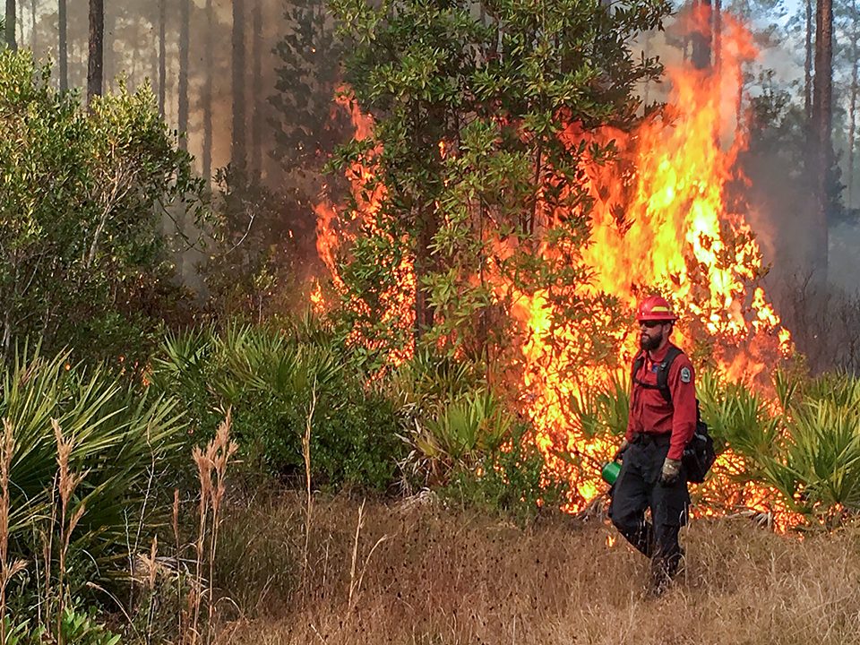 District staff igniting a prescribed fire in a heavily wooded area