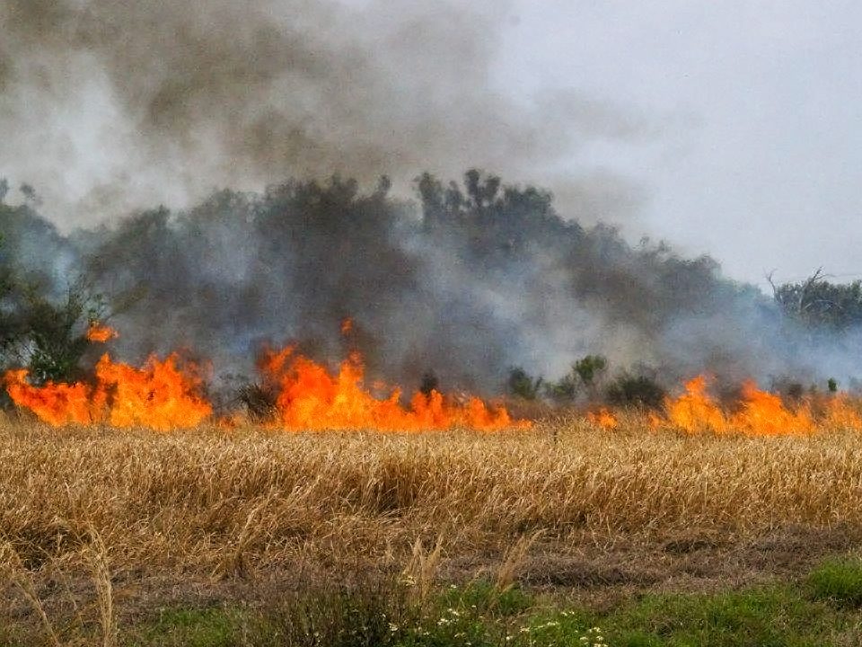 Prescribed fire buring in an open grassy area