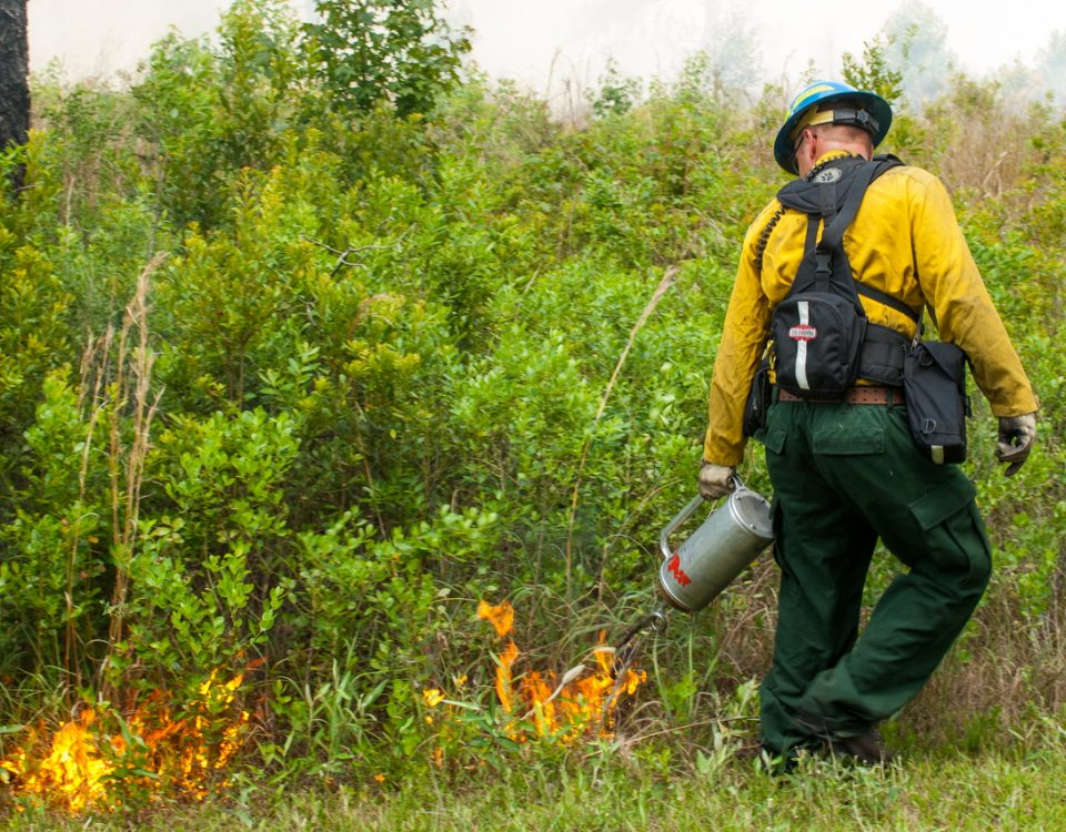 District staff using a drip torch to start a prescribed fire