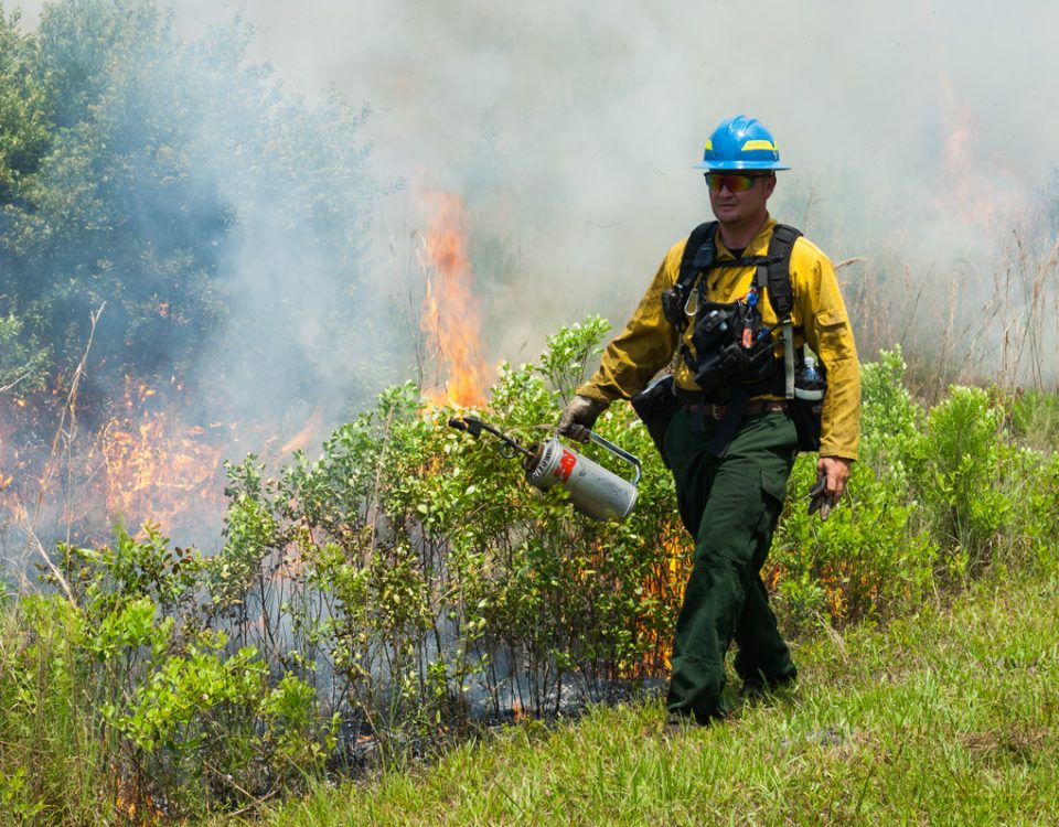 District staff with drip torch starting a prescribed fire