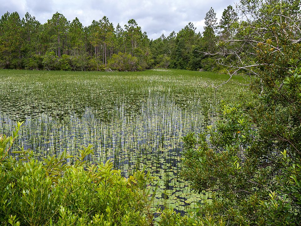 Wetland surrounded by pine forest