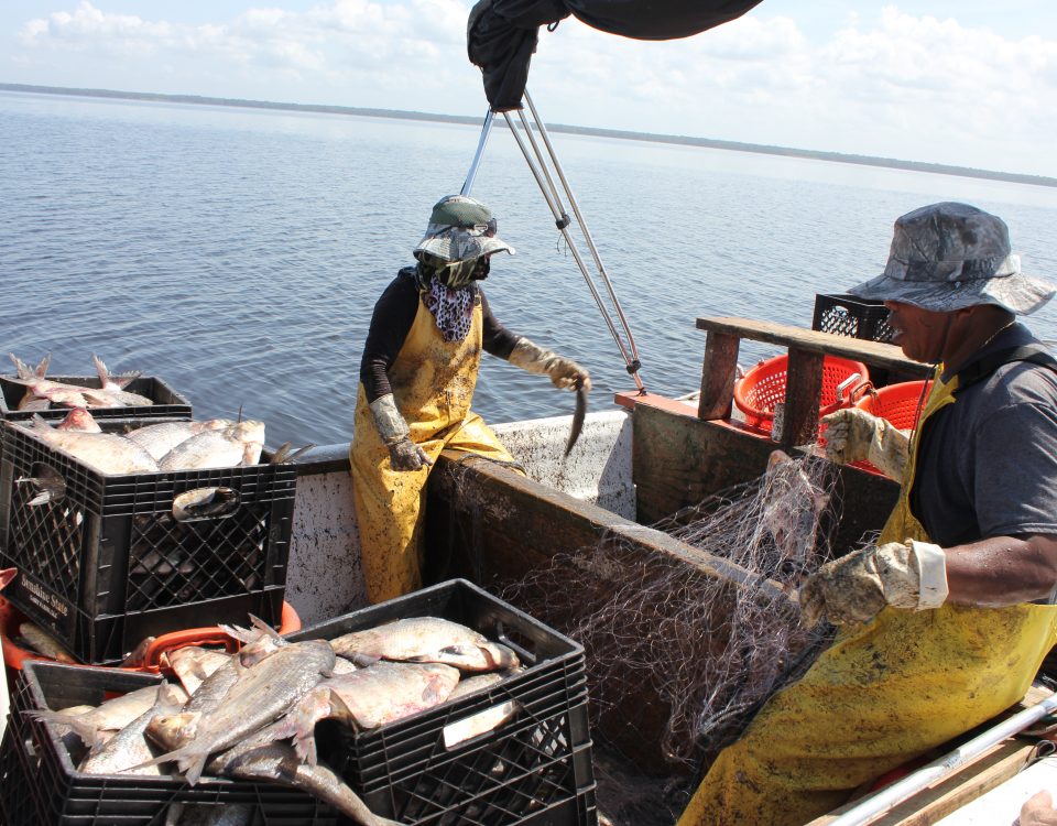 Fishermen catching gizzard shad