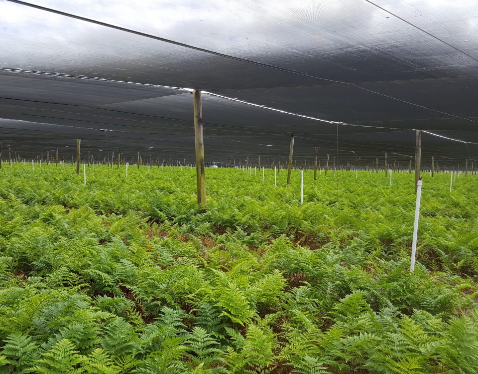 Young plants under a net