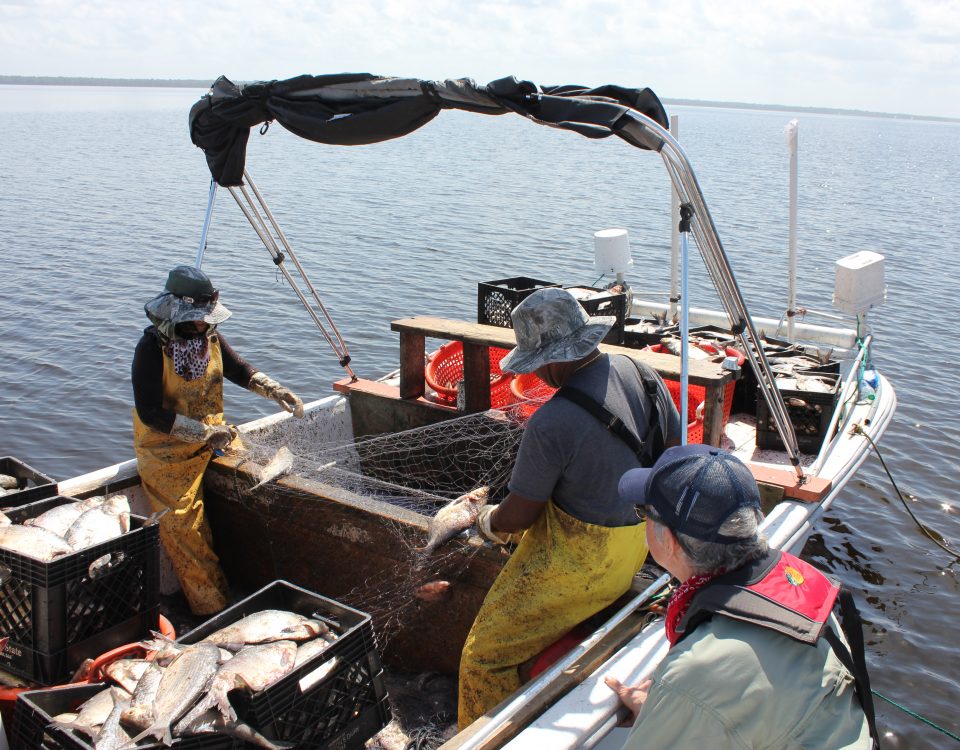 Two people in a boat with gizzard shad in a box