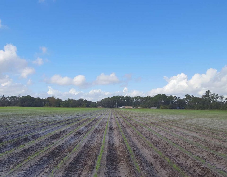 Agricultural field with installed tile drainpipe