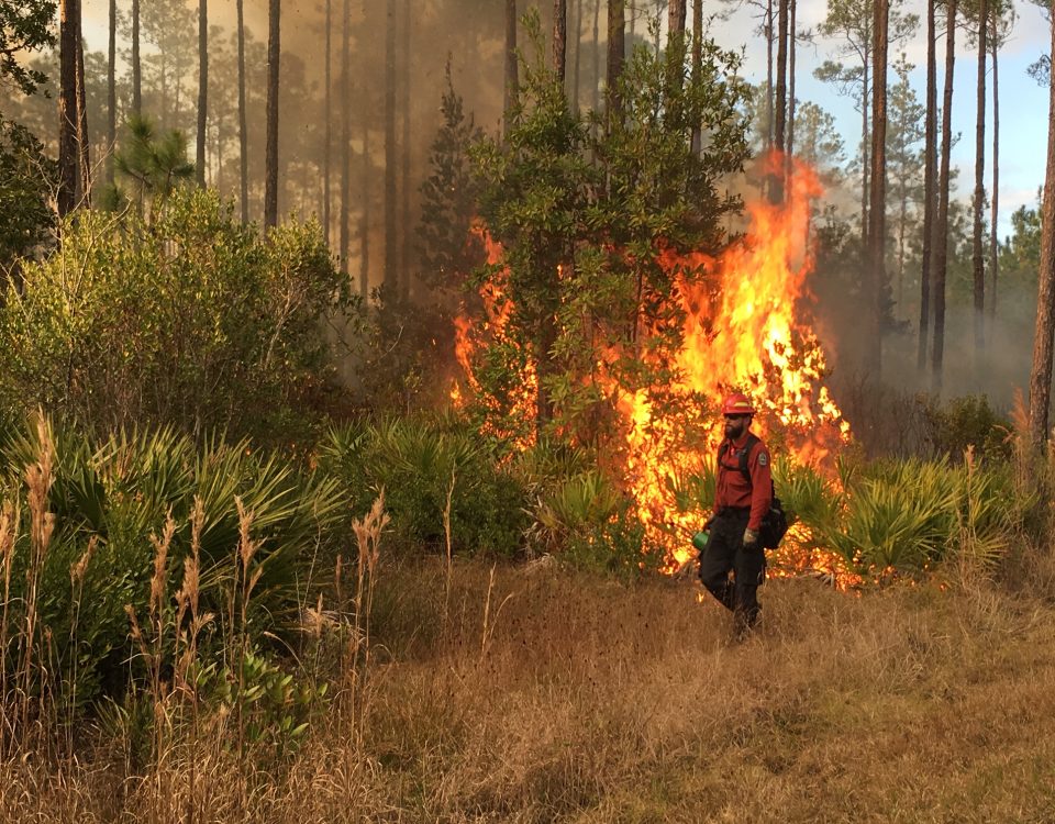 Firefighter walking in-front of a prescribed fire