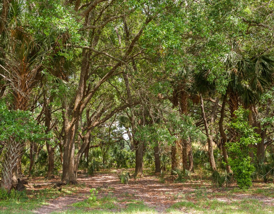 Sunnyhill restoration area