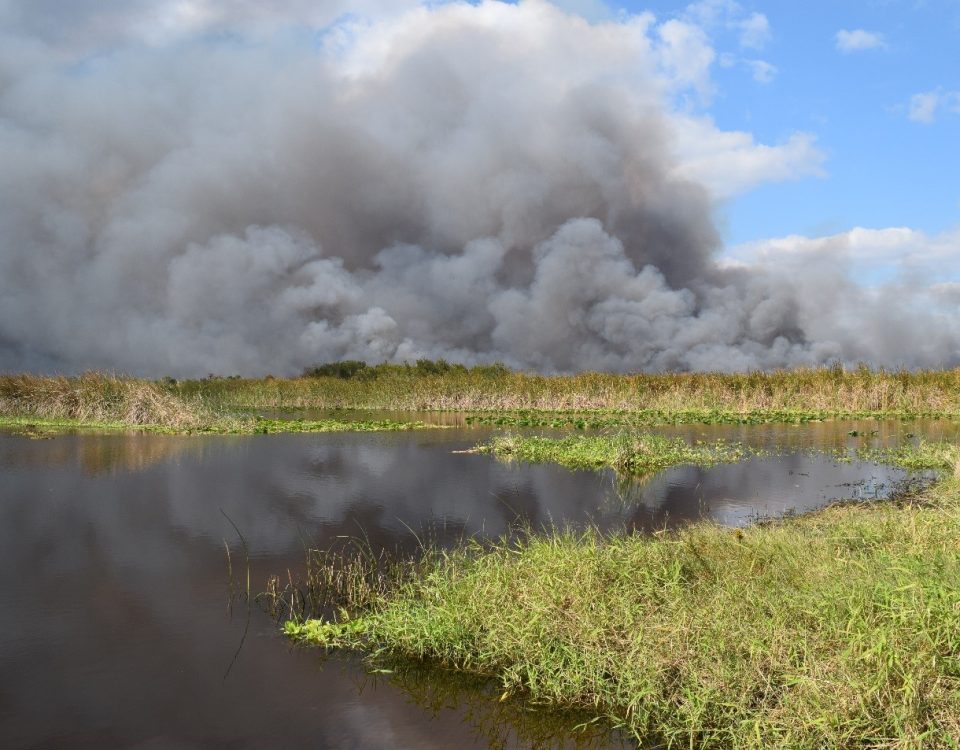 Prescribed fire at Fellsmere Water Management Area