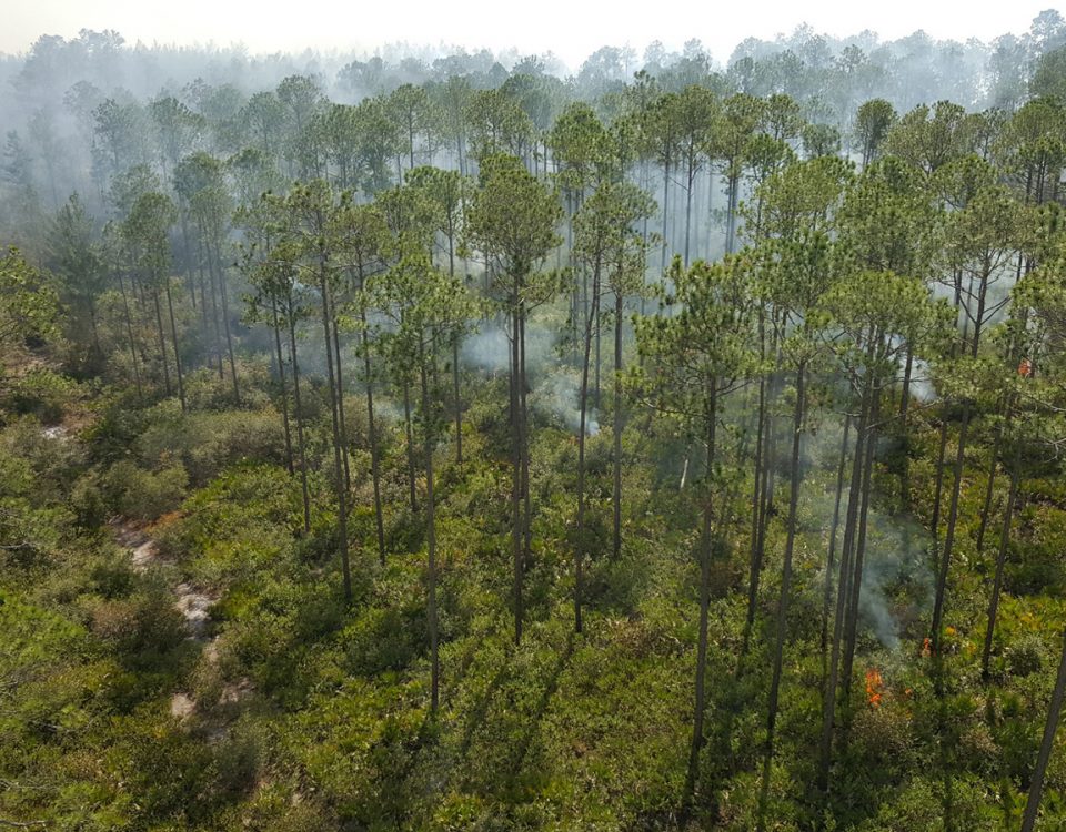 Prescribed fire burning through pine trees