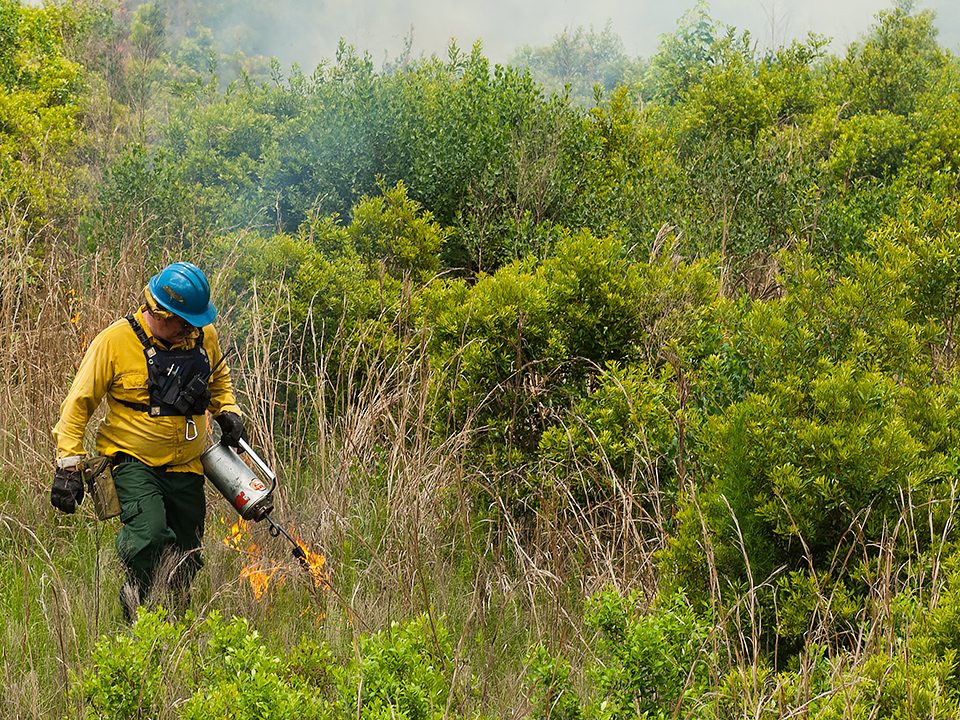 District staff using a drip torch to ignite a prescribed fire