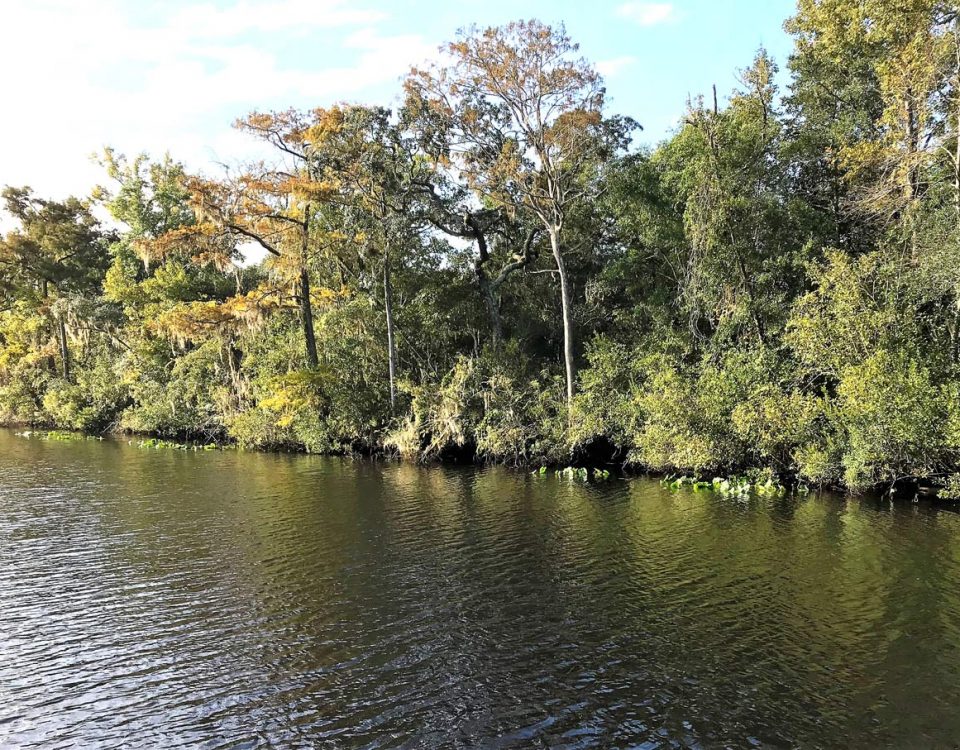 Line of trees at Black Creek in Clay County