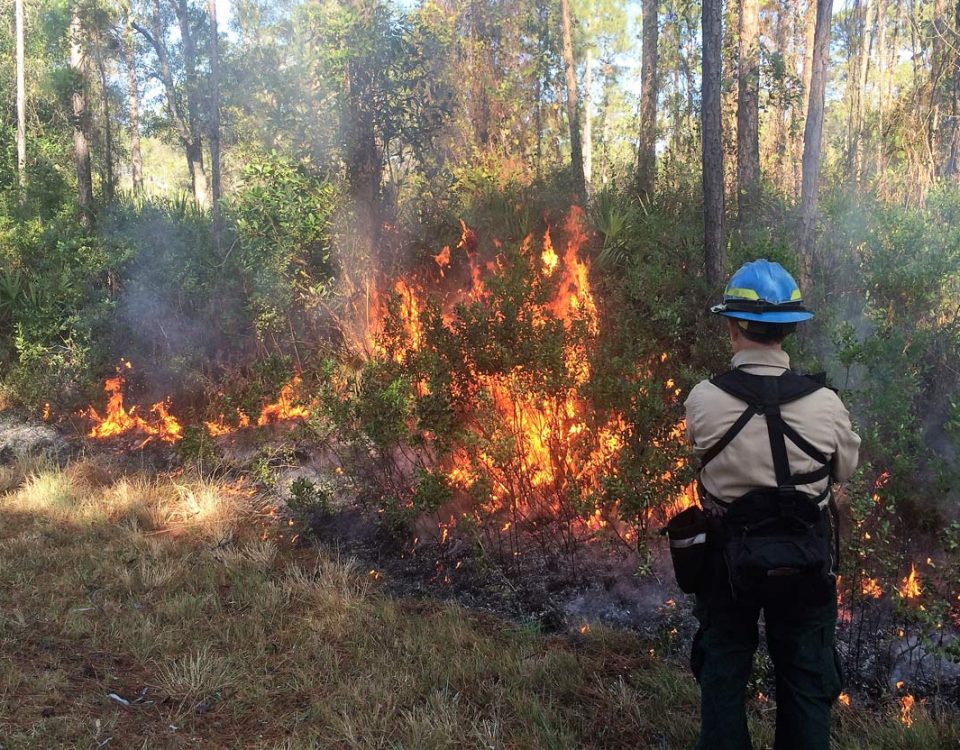 Prescribed fire at Bayard Conservation Area