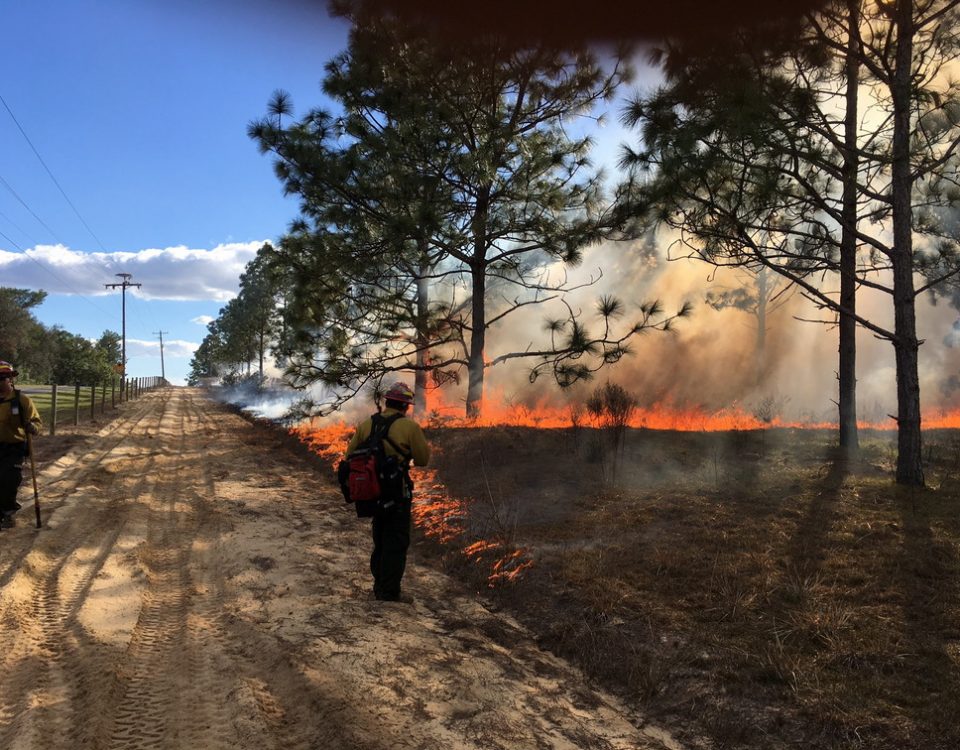 Prescribed fire at Sunnyhill Restoration Area in Marion County