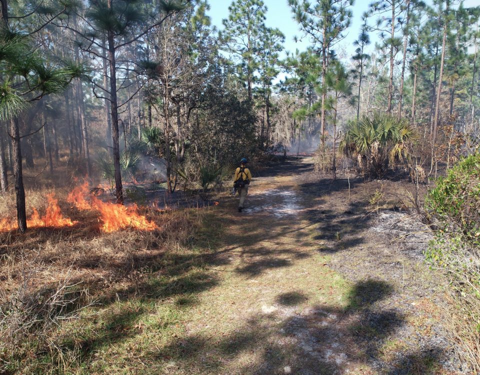 Prescribed fire at Econlockhatchee Sandhills Conservation